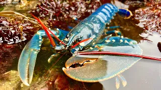 Coastal Foraging and Rockpooling - Lobsters, Crabs and Sea Creatures with cookup | The Fish Locker