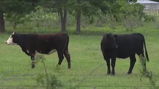 More cattle found mysteriously mutilated