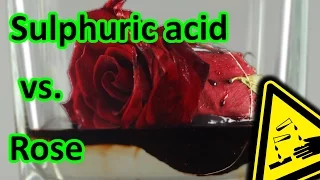 🌹 96% Sulphuric acid vs. Roses  | AcidTube-Chemical reactions⚗️