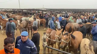 Шымкент Мал Базар. Жылқы Айғыр Бие Байтал Тай Құнан 30.08.2023