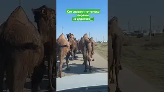 Кто сказал, что только бараны на дорогах? #funnyanimal #верблюд #пробки #баран