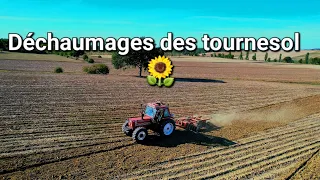 Déchaumage des tournesol 🌻