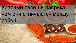 Красный перец и паприка: чем они отличаются между собой