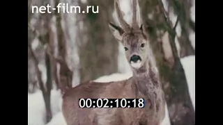 1981г. природный парк Тервете. Латвия.