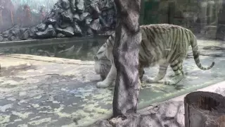 Тигр в Краснодаре