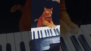 Precious Pet Plays Piano || ViralHog