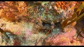 Rock lobster science and management with Sheree Marris and Toby Jeavons