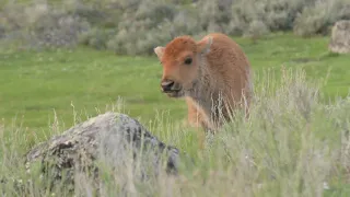 Baby Bison Up close and personal. Yellowstone National Park, late May