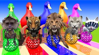5 Giant Duck & Wild Animals Cage Game Cow Monkey Panther Tiger Cat Lion Dinosaur crossing Fountain