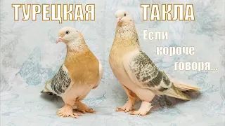 🌿ТУРЕЦКАЯ ТАКЛА🤩/если короче говоря...