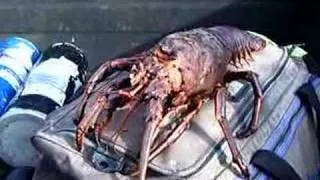 Roland's Giant Lobster!! 15Lbs HUGE!