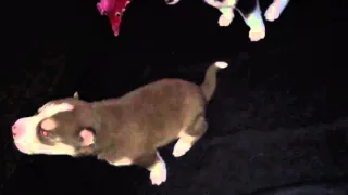 Siberian Husky Puppies First Howl