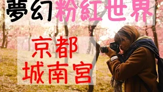 日本Vlog#15梅花大爆棚 京都城南宮