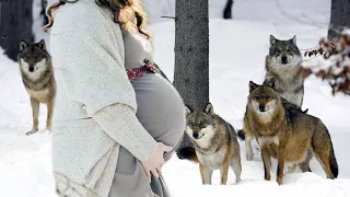 Ein Wolfsrudel rettete eine schwangere Frau. Was mit ihr geschah, schockierte Alle!