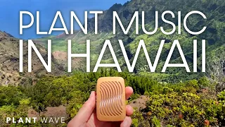 Relaxing Plant Music in Hawaii with PlantWave