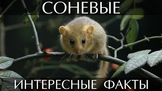 Соня - интересные факты