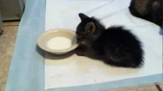 Cute baby kitty trying to drink milk