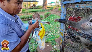 Grandpa takes monkey YiYi and Ủn Ỉn to play at the zoo