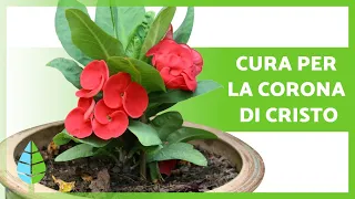 Coltivazione e cure della CORONA di CRISTO 🌸 (Euphorbia milii)