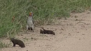 Мангуст притворяется мёртвым