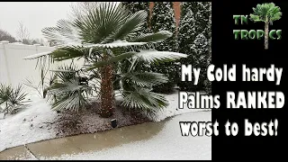 My cold hardy palms ranked!