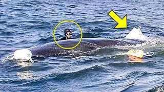 Diver Saves a Whale... Just Watch How It Thanked the Man for his Help!