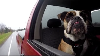 Do dog harnesses keep your pet safe in a car crash? (CBC Marketplace)