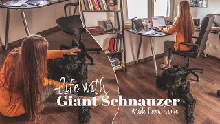 Life with Giant Schnauzer | Ep.2 | Work from home together