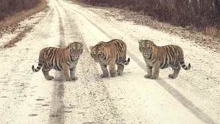 Маленькие тигрята перекрыли дорогу машине прямо перед новым годом. А даль произошло невероятное