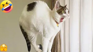 New Funny Animals 2024 😍 Funniest Cats and Dogs Videos 😹🐶Part 62