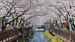 Yeojwacheon Stream, Jinhae Gunhangje Festival 2024 - 4K Korea Travel