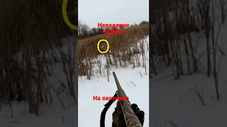 Не ожидал такого!!!    #охота #охотник #hunting