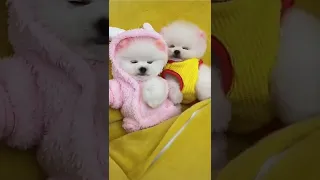 funny and cute pomeranian puppies tiktok  | cute dog funny videos #shorts #dog