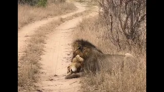 Nkhulu Male Lion killing Sand River Cub | Lion Warfare