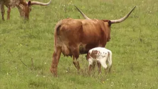 Cattle Ranching - America's Heartland: Episode 917