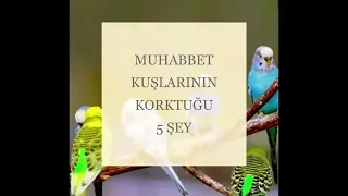 MUHABBET KUŞLARININ KORKTUĞU 5 ŞEY!!!