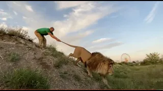 ОЧЕНЬ КРАСИВОЕ ВИДЕО со львом Олежкой !