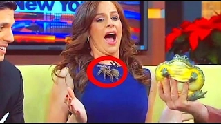 Unforgettable Animal Moments Caught on Live TV - Awkward Moments and Bloopers Funny Fails 2017