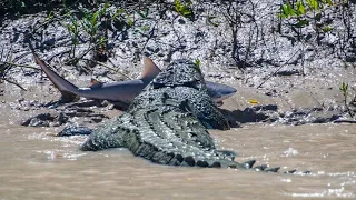 Самый большой крокодил, способный плавать в море - ГРЕБНИСТЫЙ КРОКОДИЛ В ДЕЛЕ!