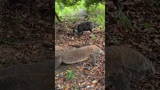 KOMODO DRAGON TARGET😱 #shorts #shortsvideo #komodo #komododragon #komodonationalpark