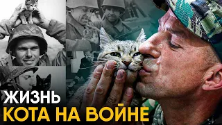Коты на войне. Истории героев.