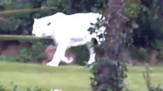 tigre siberiano en el loro parque