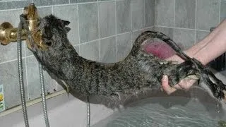 Cats just don't want to bathe - Funny cat bathing compilation