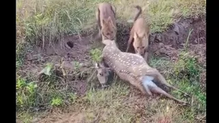 Wilddogs eating spotted Deer.