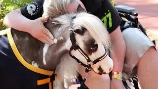 Mini Horses Who Provided Comfort After Mass Shootings Get Attacked By Dogs