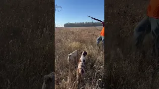 November 26 2022 pheasant hunt