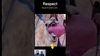 camel liver mouth | amazing video | viral short | reaction | Mirchiwalisarkar