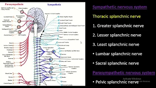 Autonomic nerves: Thoracic splanchnic nerves : the nerves of sympathetic system