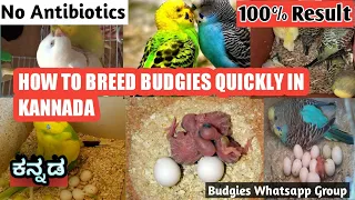How to breed Lovebirds or Budgies or Birds Quickly in Kannada/Breeding Tips kannada