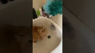 Cat helps itself to water from the bathroom